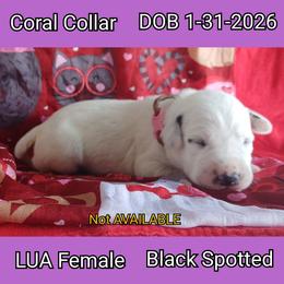 LUA BLACK SPOT GIRL - White and black female Dalmatian puppy in Perry, Michigan from Mid-Michigan Dalmatians
