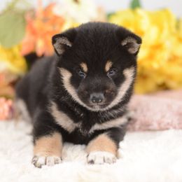 Akito 🩵 Black and Tan boy - Black and tan male Shiba Inu puppy in Neosho, Missouri from Sunny Terrace Shibas