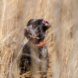 German Shorthaired Pointers from Pointing River Gun Dogs