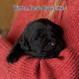 Winton - Black male Labrador Retriever puppy in Owosso, Michigan from Bennington Retrievers