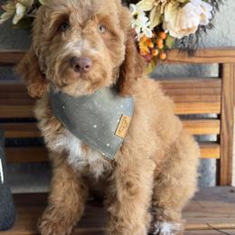 Boy 2 - Apricot male Goldendoodle puppy in Escalon, California from Miley&Co.