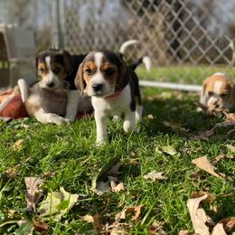 Beagle Puppies from Lead The Way Kennel LLC