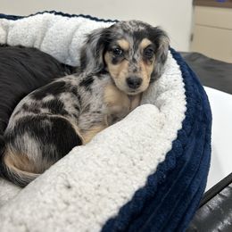 Sparkle - Dapple female Dachshund puppy in Kalama, Washington from Dazzling Doxies