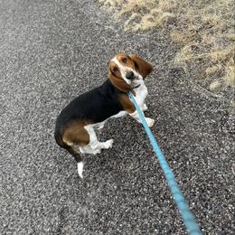 Whiskey - Basset Hound