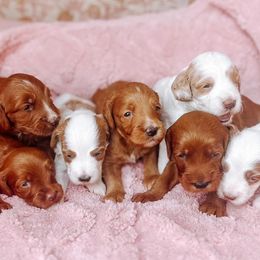 Goldendoodle puppies from Nozomi Farms