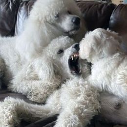 Poodles from Grand Standard Poodles