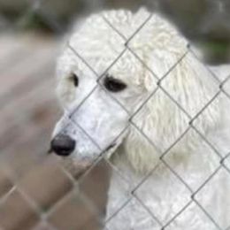Goldendoodles from Susan’s Prefurred Doodles