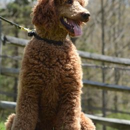 Poodle All Grown Up from Middlebranch Farm Standard Poodles