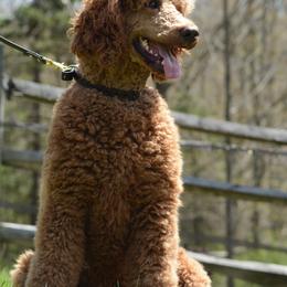 Poodle All Grown Up from Middlebranch Farm Standard Poodles