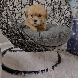 Morkie Puppies from Smart Farms