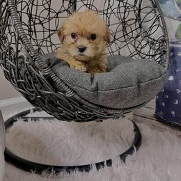 Morkie Puppies from Smart Farms