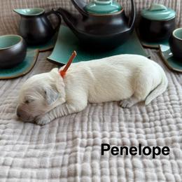 Penelope - Light golden female Golden Retriever puppy in Conroe, Texas from Tails of Cypress