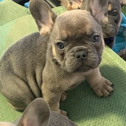 French Bulldog Puppies from EMF