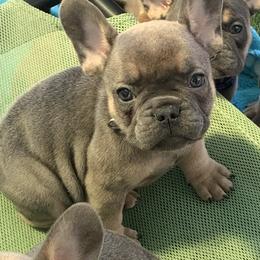 French Bulldog Puppies from EMF
