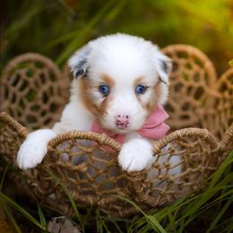 Iris - Blue merle female Australian Shepherd puppy in Georgetown, Texas from River Reign Australian Shepherds