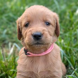 Pink - Dark golden female Golden Retriever puppy in Midland, North Carolina from Alger Farm, LLC