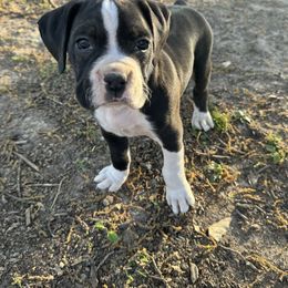 Boxer Puppies from House of boxers