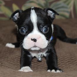 Taz - Black brindle and white male Boston Terrier puppy in Brooksville, Florida from I Love Pups