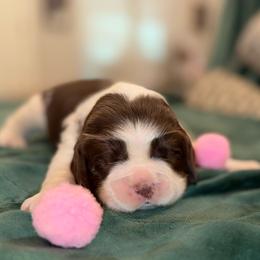 Pink girl - Liver and white female English Springer Spaniel puppy in Cleburne, Texas from Powers English Springer Spaniels