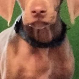 Weimaraners from RNL Kennels