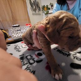 Goldendoodle Puppies from Royale's Goldendoodles