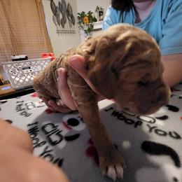 Goldendoodle Puppies from Royale's Goldendoodles