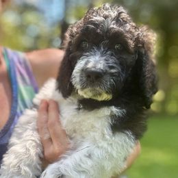Maple - Parti female Saint Berdoodle puppy in New Bern, North Carolina from Southern Doodles of Eastern North Carolina
