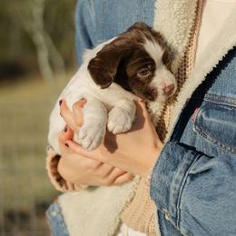Tilly - Liver and white female English Springer Spaniel puppy in Lynchburg, Virginia from Southern Springers