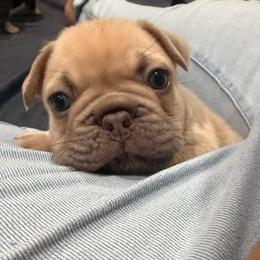 Athena - Fawn and white female French Bulldog puppy in Chula Vista, California from House of Pugs and French BullDogs