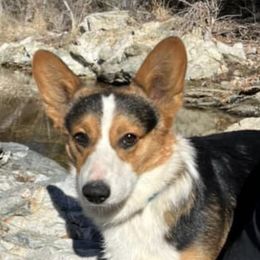 Central Asian Shepherd Dogs and Pembroke Welsh Corgis from Crazy 8 Corgis