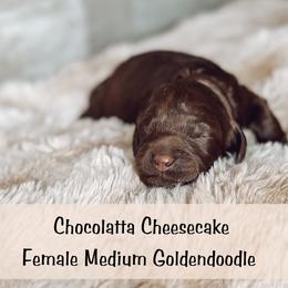 Spot 7 - Chocolate female Goldendoodle puppy in Redmond, Oregon from Bourbon and Lace Doodles