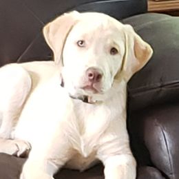 Dilute Retrievers and Labrador Retrievers from SilverWater Labs