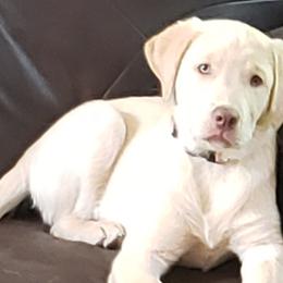 Dilute Retrievers and Labrador Retrievers from SilverWater Labs