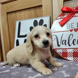 Axle - Cream male Dachshund puppy in Cherry Tree, Oklahoma from Peavine Creek Dachshunds