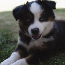 Oscar - Black tri male Toy Australian Shepherd puppy in Fresno, California from Alpine Tails
