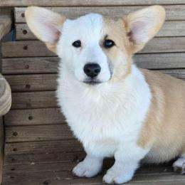 Mortie - Red male Pembroke Welsh Corgi puppy in Anton, Texas from X Bar's Lil Legs of Texas