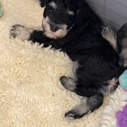 Miniature Schnauzer Puppies from Black Gold Miniature Schnauzers