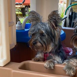 Yorkshire Terriers from Yorkshire Terrier Puppies at Logan Ranch