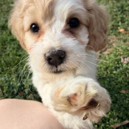 Gomez - with training - Buff and white male Cockapoo puppy in Boonville, North Carolina from Doods & Dolls