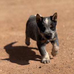 Australian Cattle Dog Puppies from West Valley Heelers