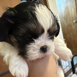 B3 - Brindle and white male Shih Tzu puppy in Victorville, California from Precioustzus