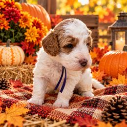 Lucy - Parti female Goldendoodle puppy in Casselberry, Florida from My Little Doodle