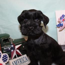 Liberty - Black male Miniature Schnauzer puppy in Gary, Texas from Beards Little Schnauzers