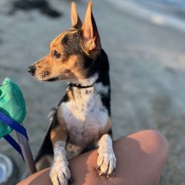 Koby - Chihuahua