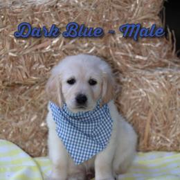 Golden Retriever Puppies from Valley County Goldens