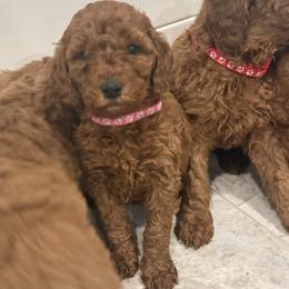 Dark pink - Red  female Poodle puppy in Orange, Connecticut from Shamrock’s Poodles
