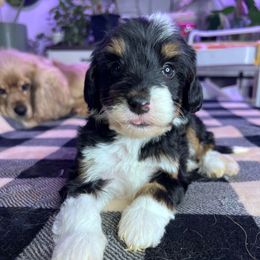 Eira with training - Tri-color female Bernedoodle puppy in Boonville, North Carolina from Doods & Dolls