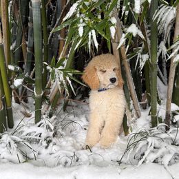Blue Boy - Goldendoodle puppy from Poodles of New Orleans