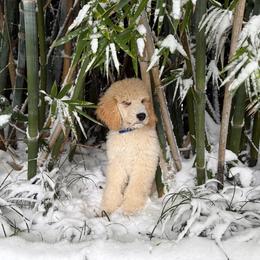 Blue Boy - Goldendoodle puppy from Poodles of New Orleans