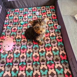 Cupid - Chocolate and tan male Yorkshire Terrier puppy in Dayton, Ohio from Precious Yorkie Babies